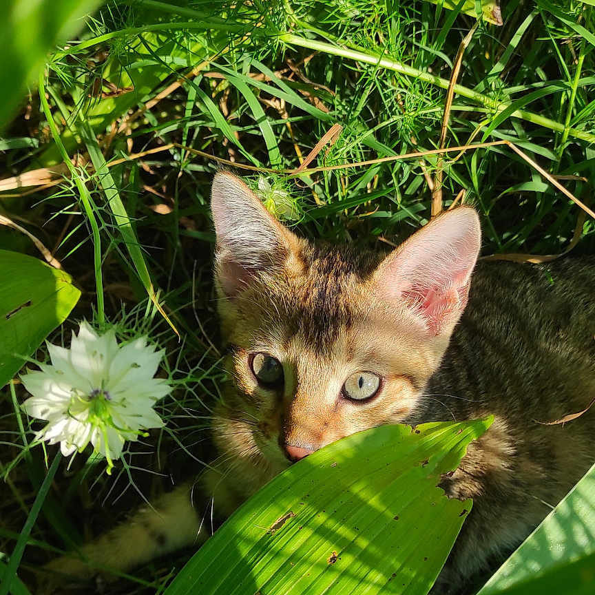Naïa participe au concours pour gagner de l'argent avec cette photo : cat, kitten, tabby, greenery, plants, leaves, grass, flower, nature, outdoor, sunlight, wildlife, curious, animal, young, feline, closeup, hidden, playful, eye