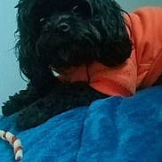 Star is registered to the contest to win money with this photo: dog, black_dog, pet, orange_hoodie, blanket, blue_blanket, indoor, cozy, fur, canine, toy, chew_toy, laying_down, animal, cute, small_dog, relaxed, fur_texture, companion, domestic_animal