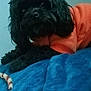 dog, black_dog, pet, orange_hoodie, blanket, blue_blanket, indoor, cozy, fur, canine, toy, chew_toy, laying_down, animal, cute, small_dog, relaxed, fur_texture, companion, domestic_animal
