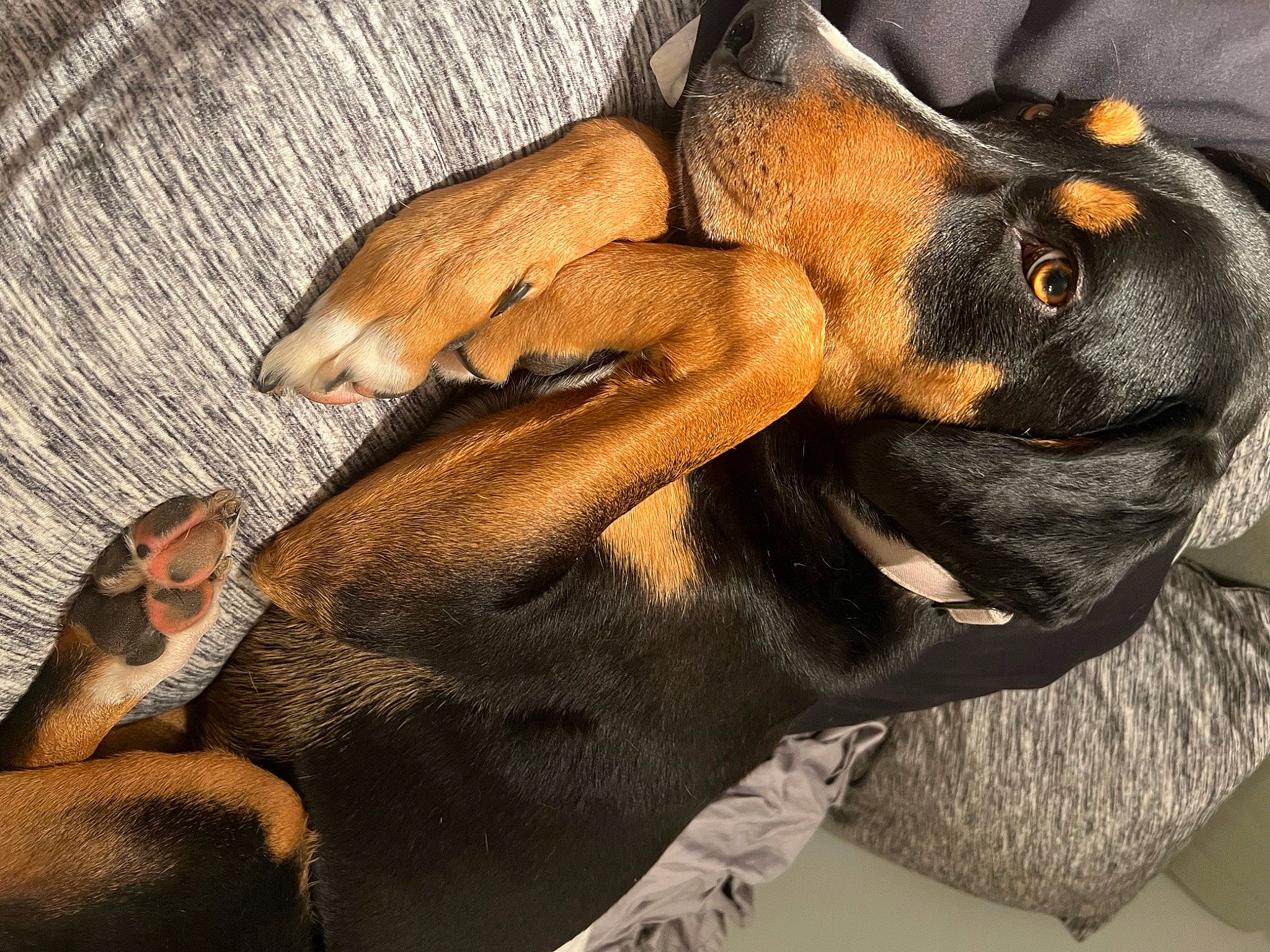 Koda is registered to the contest to win money with this photo: canidae, carnivore, comfort, companion_dog, dog, dog_breed, ear, fawn, fur, gesture, guard_dog, hound, liver, nail, paw, snout, sporting_group, toy_dog, whiskers, working_animal