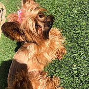 Marilyn joined the competition — help win amazing prizes! dog, pet, bow, grass, outdoor, sunlight, fluffy, brown_fur, small_dog, cute, animal, relaxing, portrait, canine, nature, daylight, fur, mammal, domestic_animal, playful