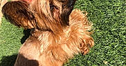 Marilyn joined the competition — help win amazing prizes! animal, bow, brown_fur, canine, cute, daylight, dog, domestic_animal, fluffy, fur, grass, mammal, nature, outdoor, pet, playful, portrait, relaxing, small_dog, sunlight