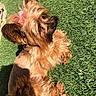 dog, pet, bow, grass, outdoor, sunlight, fluffy, brown_fur, small_dog, cute, animal, relaxing, portrait, canine, nature, daylight, fur, mammal, domestic_animal, playful