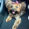 Marilyn is registered to the contest to win money with this photo: adorable, animal, black_nose, brown_fur, car_floor, companion, cute, dog, floor_mat, fluffy_ears, happy, indoor, looking_up, pet, pink_bows, playful, sitting, small_dog, tongue_out, vehicle