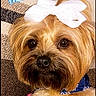 animal, blue_bandana, bow, brown_eyes, close_up, cute, dog, domestic_animal, fluffy, friendly, furry, groomed, hand, indoor, manicure, paw, pet, portrait, striped_background, white_bow