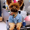 Marilyn joined the competition — help win amazing prizes! animal, black_nose, bow_tie, brown_fur, clothing, collar, cute, denim_jacket, dog, ears, front_view, fur, indoor, pet, pet_store, pink_bow, shopping_cart, small_dog, standing, toy
