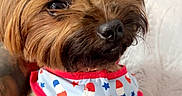 Marilyn joined the competition — help win amazing prizes! dog, small_dog, pet, cute, bow, red_bow, fur, brown_fur, clothing, outfit, popsicle_pattern, stars_pattern, indoor, close_up, face, ears, eyes, nose, animal, adorable