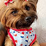 dog, small_dog, pet, cute, bow, red_bow, fur, brown_fur, clothing, outfit, popsicle_pattern, stars_pattern, indoor, close_up, face, ears, eyes, nose, animal, adorable