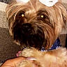 Marilyn is registered to the contest to win money with this photo: dog, pet, bow, hand, couch, indoor, flash, closeup, cute, small_dog, furry, animal, wearing_clothes, text_overlay, striped_couch, brown_fur, blue_outfit, holding, portrait, glowing_eyes