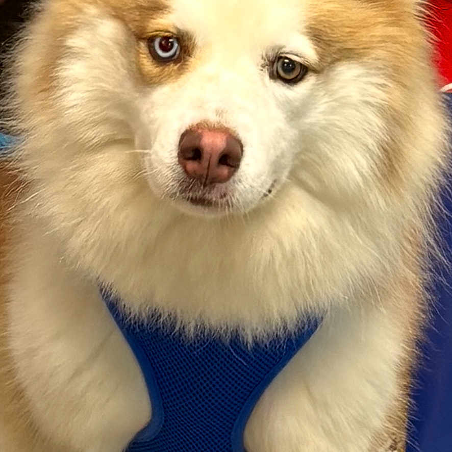 Huckaby joined the competition — help win amazing prizes! dog, fluffy, blue_harness, indoor, floor, tile_floor, pet, canine, furry, animal, brown_and_white, looking_at_camera, standing, close_up, domestic_animal, companion, cute, portrait, friendly, eyes