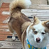 Huckaby joined the competition — help win amazing prizes! dog, blue_eyes, bandana, lemon_pattern, fluffy, tail, wooden_deck, outdoor, pet, canine, brown_and_white, curled_tail, close_up, portrait, animal, daylight, looking_at_camera, texture, fur, tongue_hidden
