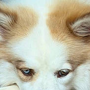 Huckaby is registered to the contest to win money with this photo: dog, husky, close_up, animal, pet, face, heterochromia, eyes, resting, fur, white_fur, brown_fur, nose, paw, portrait, canine, cute, tired, indoors, expression