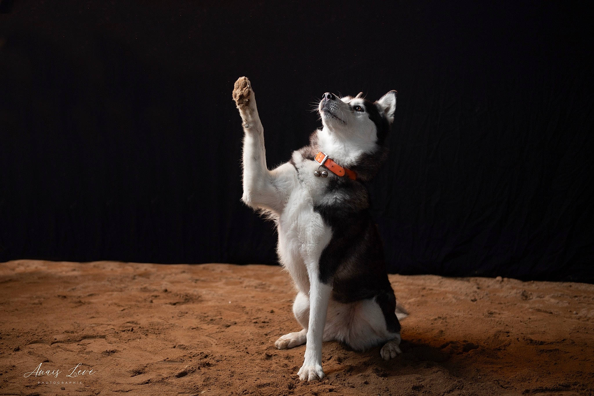 Ivana participe au concours pour gagner de l'argent avec cette photo : canidae, carnivore, companion_dog, dog, dog_breed, dog_collar, fawn, felidae, flash_photography, fur, leash, paw, seabird, small_to_medium_sized_cats, snout, soil, sporting_group, tail, toy, whiskers