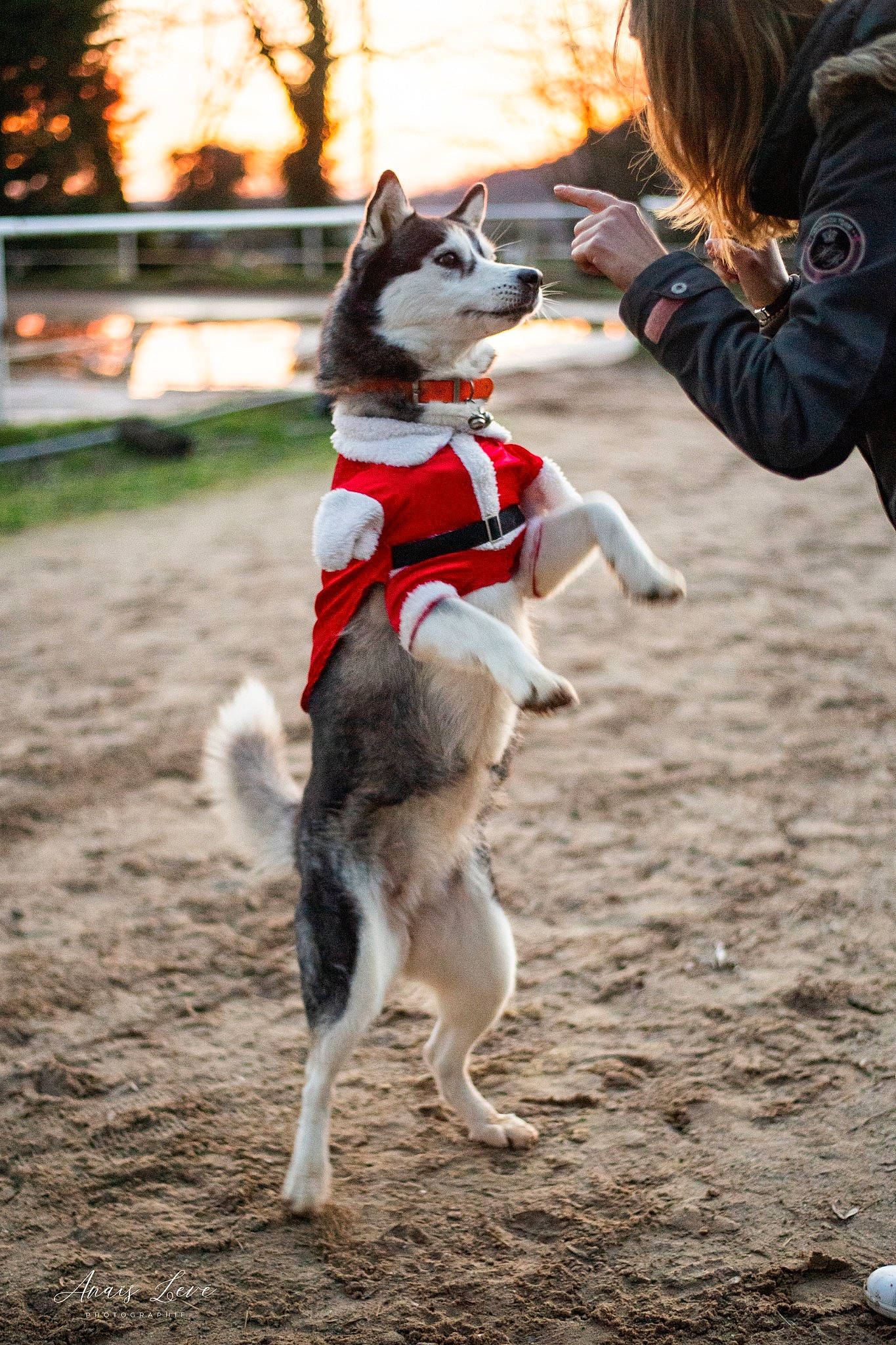 Ivana a rejoint le concours — aidez-le/la à gagner de superbes lots ! carnivore, companion_dog, dog, dog_breed, dog_clothes, dog_supply, fawn, happy, herding_dog, leash, light, mammal, pet_supply, plant, sled_dog, snout, sporting_group, tail, tree, vertebrate