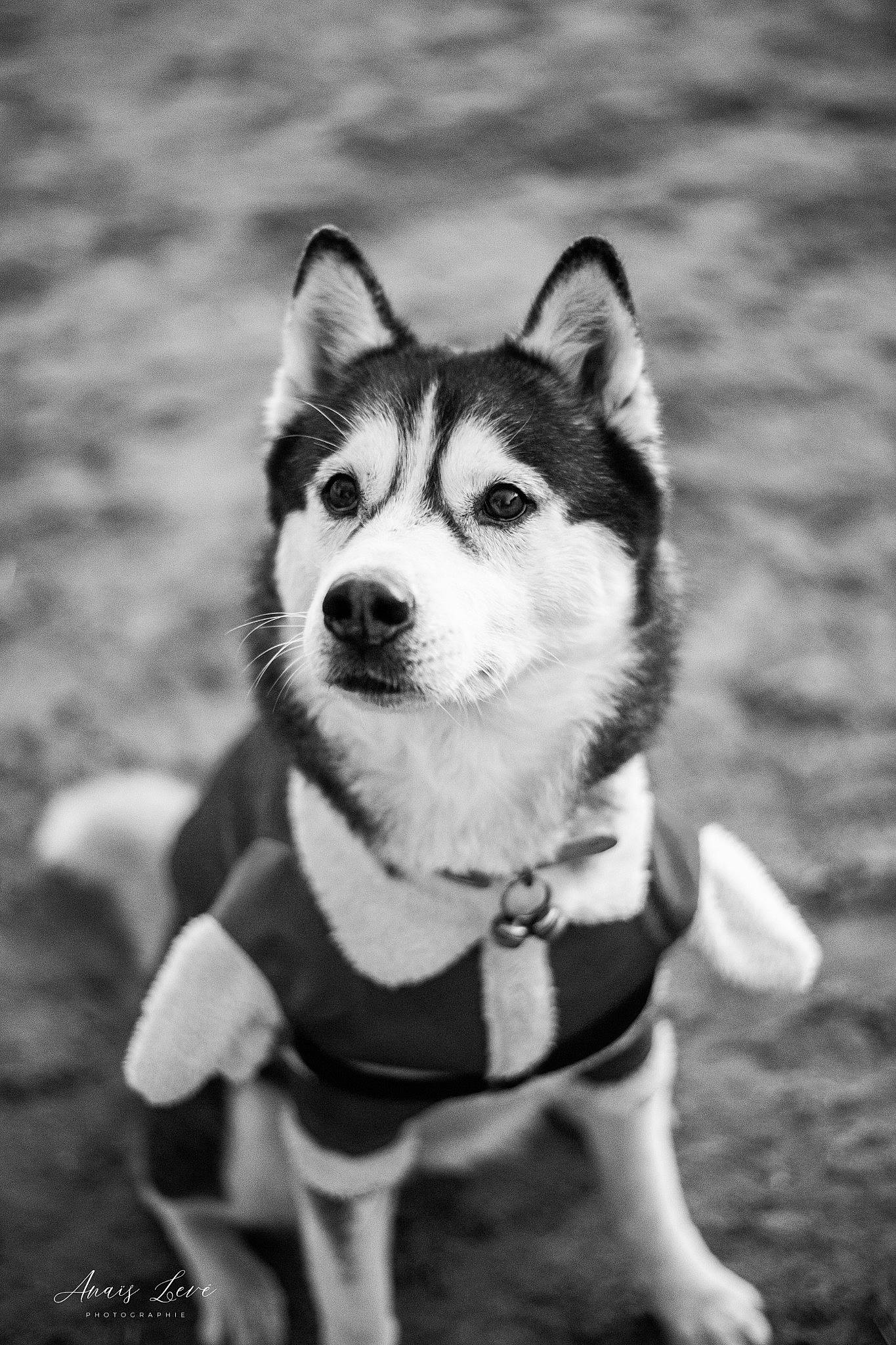 Ivana a rejoint le concours — aidez-le/la à gagner de superbes lots ! black_and_white, carnivore, companion_dog, dog, dog_breed, eye, fashion_accessory, fur, grass, grey, happy, monochrome, monochrome_photography, siberian_husky, sled_dog, snout, style, terrestrial_animal, whiskers, wildlife