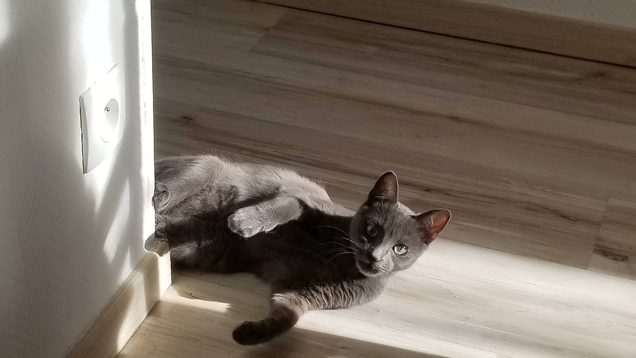 Rominette a rejoint le concours — aidez-le/la à gagner de superbes lots ! carnivore, cat, comfort, domestic_short_haired_cat, felidae, flooring, fur, gesture, grey, hardwood, monochrome, monochrome_photography, paw, sitting, small_to_medium_sized_cats, snout, tail, whiskers, window, wood