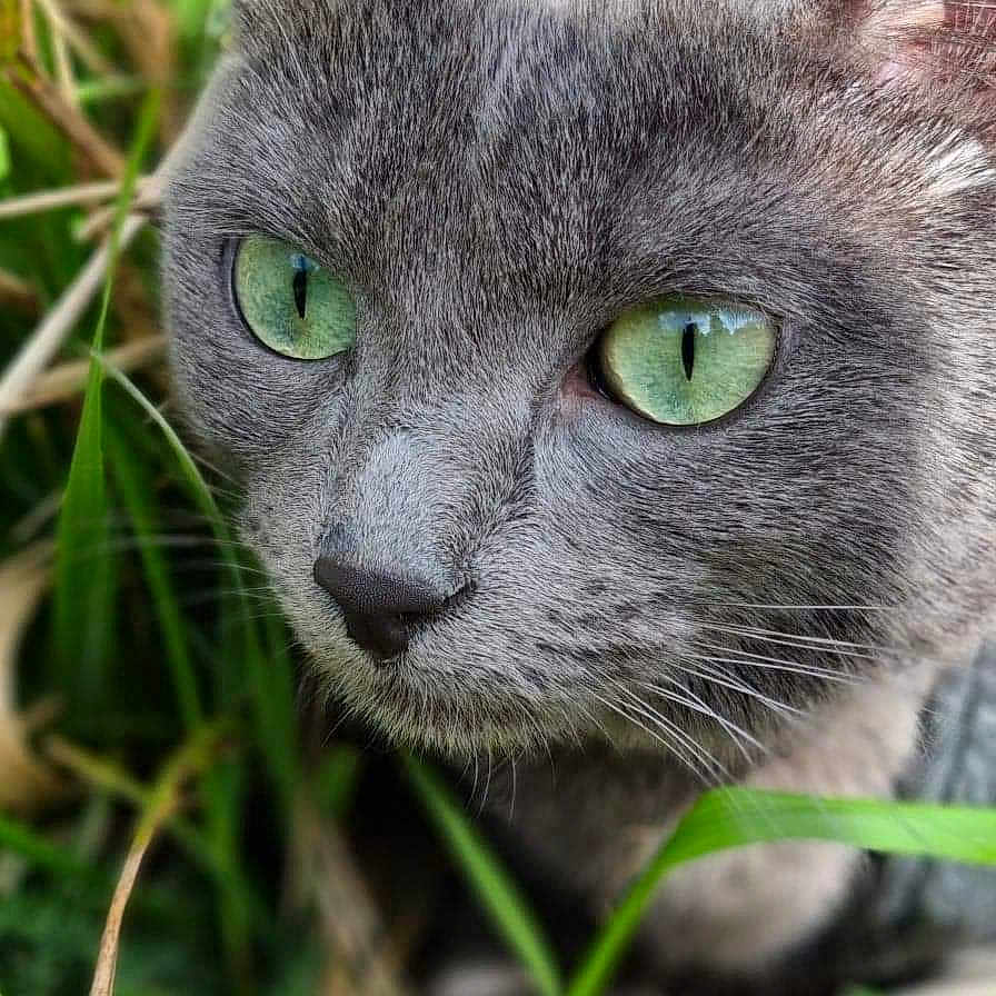 Rominette