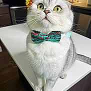 Rupert joined the competition — help win amazing prizes! cat, white_cat, pet, animal, bow_tie, collar, green_eyes, wide_eyes, whiskers, portrait, close_up, sitting, kitchen, countertop, stove, indoors, table, fur, funny_expression, domestic_animal