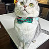 cat, white_cat, pet, animal, bow_tie, collar, green_eyes, wide_eyes, whiskers, portrait, close_up, sitting, kitchen, countertop, stove, indoors, table, fur, funny_expression, domestic_animal