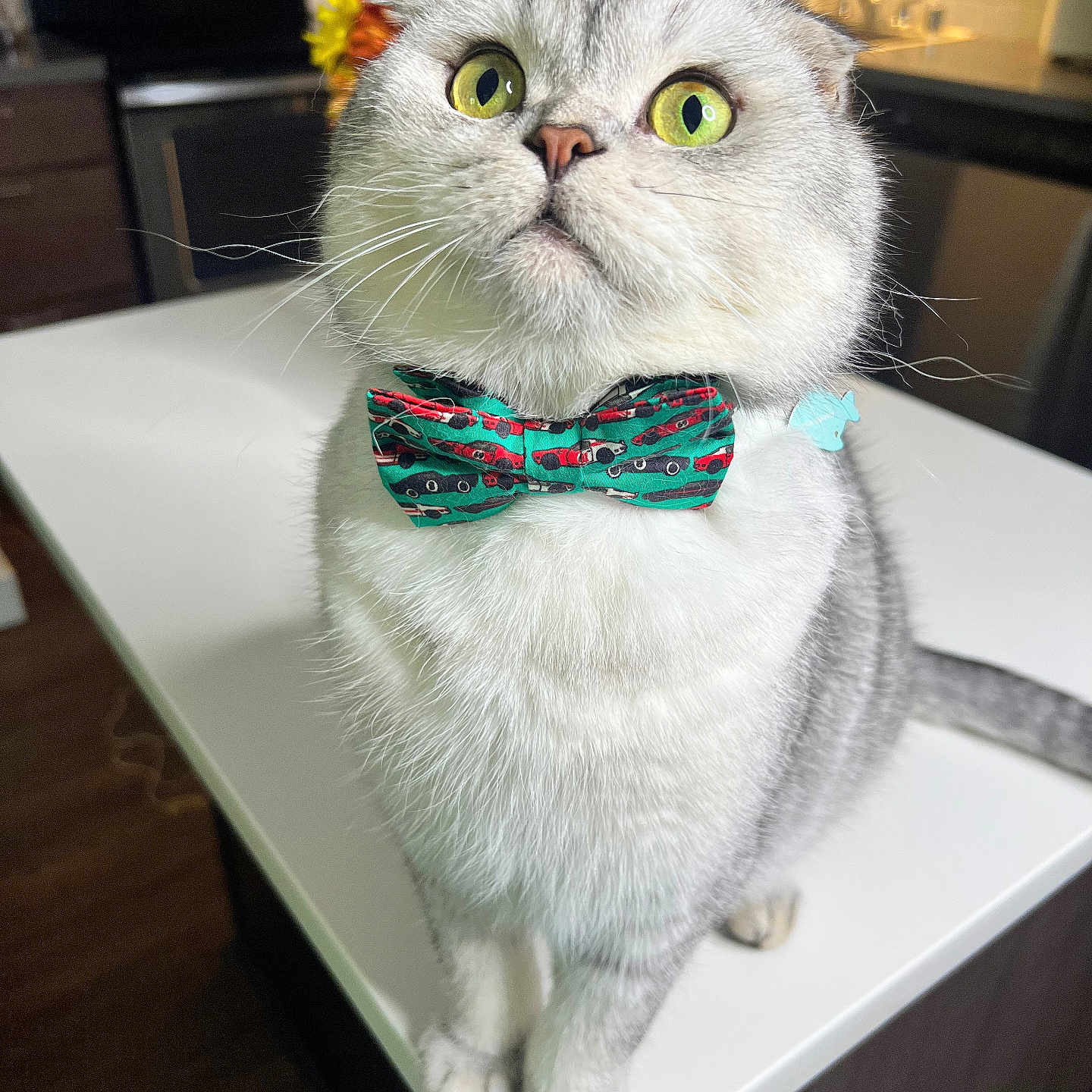 Rupert joined the competition — help win amazing prizes! cat, white_cat, pet, animal, bow_tie, collar, green_eyes, wide_eyes, whiskers, portrait, close_up, sitting, kitchen, countertop, stove, indoors, table, fur, funny_expression, domestic_animal