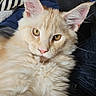 Beerus participe au concours pour gagner de l'argent avec cette photo : animal, blanket, cat, close_up, cozy, cream_colored, cute, domestic_animal, ears, feline, fluffy, fur, indoor, mammal, pet, portrait, relaxed, resting, soft, whiskers