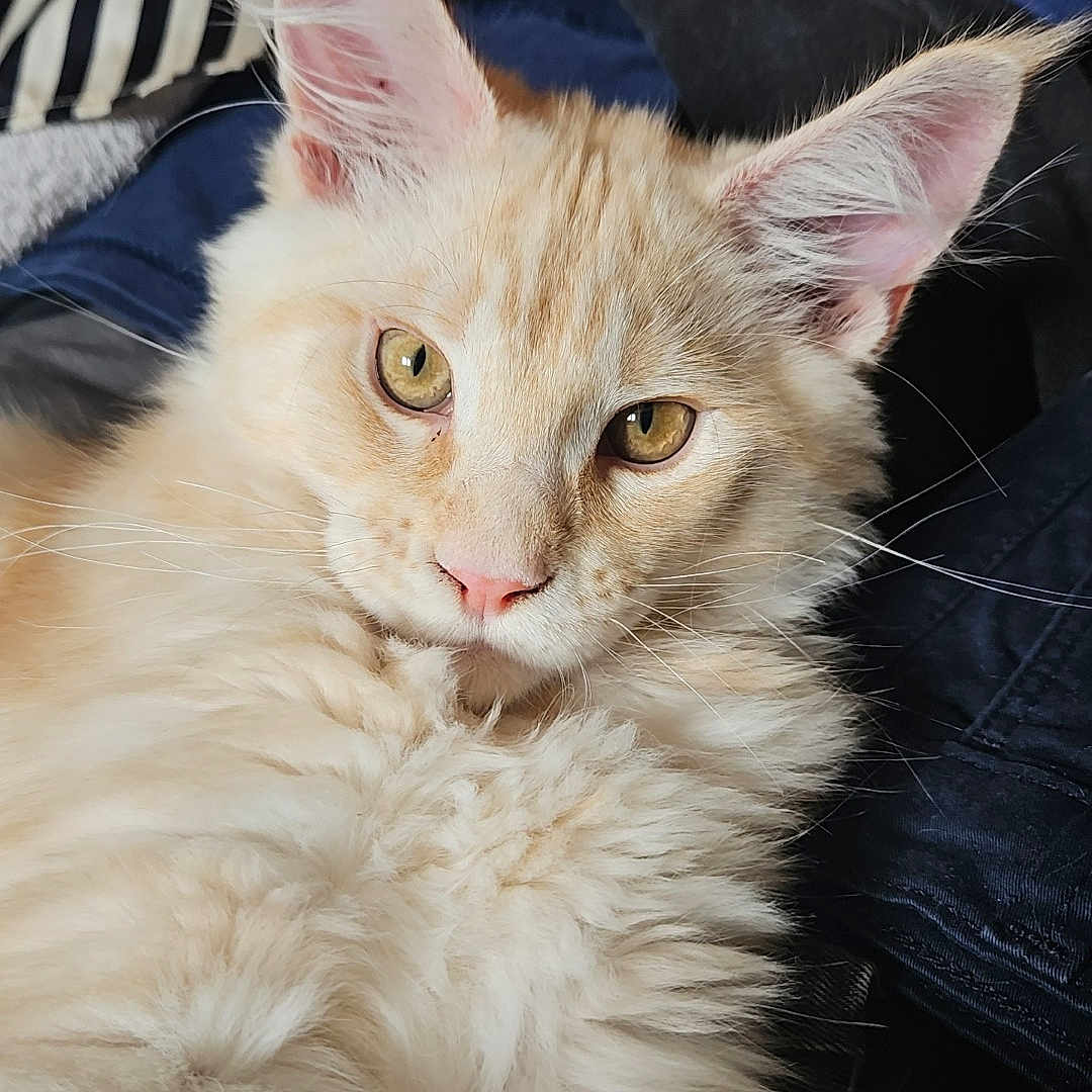 Beerus