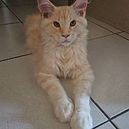 Beerus a rejoint le concours — aidez-le/la à gagner de superbes lots ! animal, calm, cat, cute, domestic_cat, ears_up, feline, floor, fluffy, indoor, long_fur, looking_at_camera, lying_down, orange_cat, pet, resting, tile_floor, whiskers, white_paws, young_cat