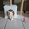 Beerus a rejoint le concours — aidez-le/la à gagner de superbes lots ! cat, kitten, cat_house, cat_tree, toy, indoor, floor, tile_floor, plush, pet, animal, feline, curious, cute, resting, orange_cat, white, string, heart_toy, home