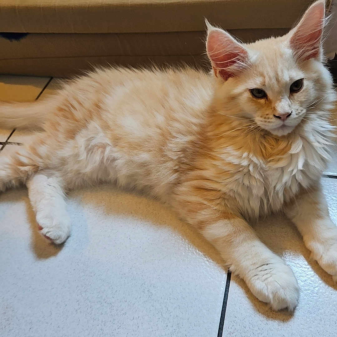 Beerus participe au concours pour gagner de l'argent avec cette photo : cat, fluffy, cream_colored, indoor, floor, tiled_floor, relaxed, pet, feline, animal, cozy, couch, fur, whiskers, ears, paw, lying_down, domestic_cat, cute, young_cat