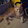 kitten, cat, indoor, floor, tile, vacuum_cleaner, basket, toy, pet, feline, curious, light_orange, fluffy, domestic_animal, resting, household, young_cat, cute, animal, looking
