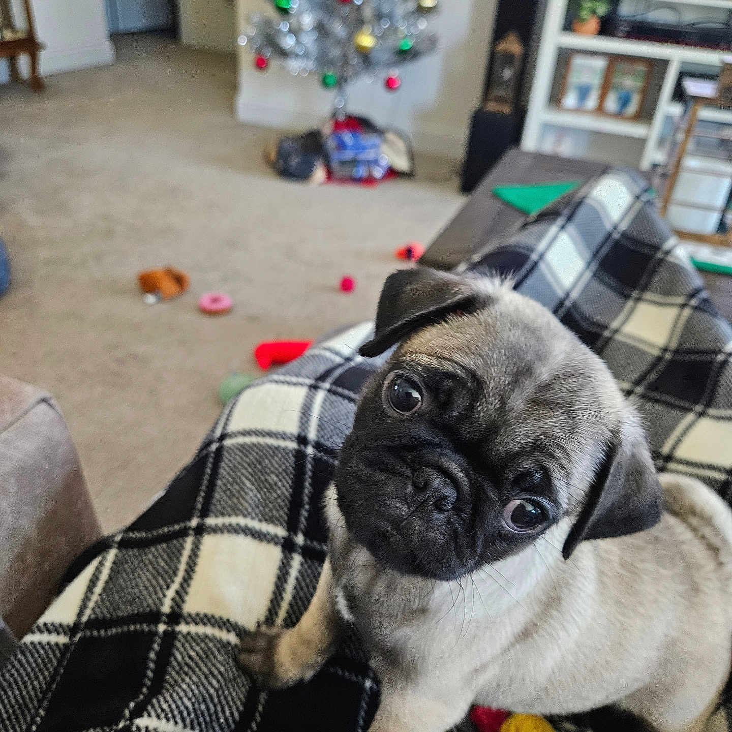 Buddy joined the competition — help win amazing prizes! blanket, carpet, checkered_pattern, christmas_tree, couch, cozy, curious, cute, decor, dog, furniture, indoor, living_room, ornaments, pet, pug, puppy, television, toy, young