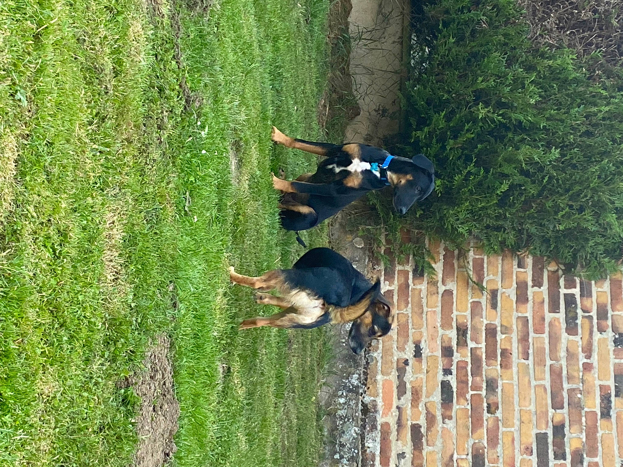 Mignon a rejoint le concours — aidez-le/la à gagner de superbes lots ! biome, botany, fun, grass, grass_family, grassland, landscape, leisure, natural_environment, nature_reserve, people_in_nature, plant, recreation, shrub, terrestrial_plant, tree, trunk, vegetation, wilderness, wood