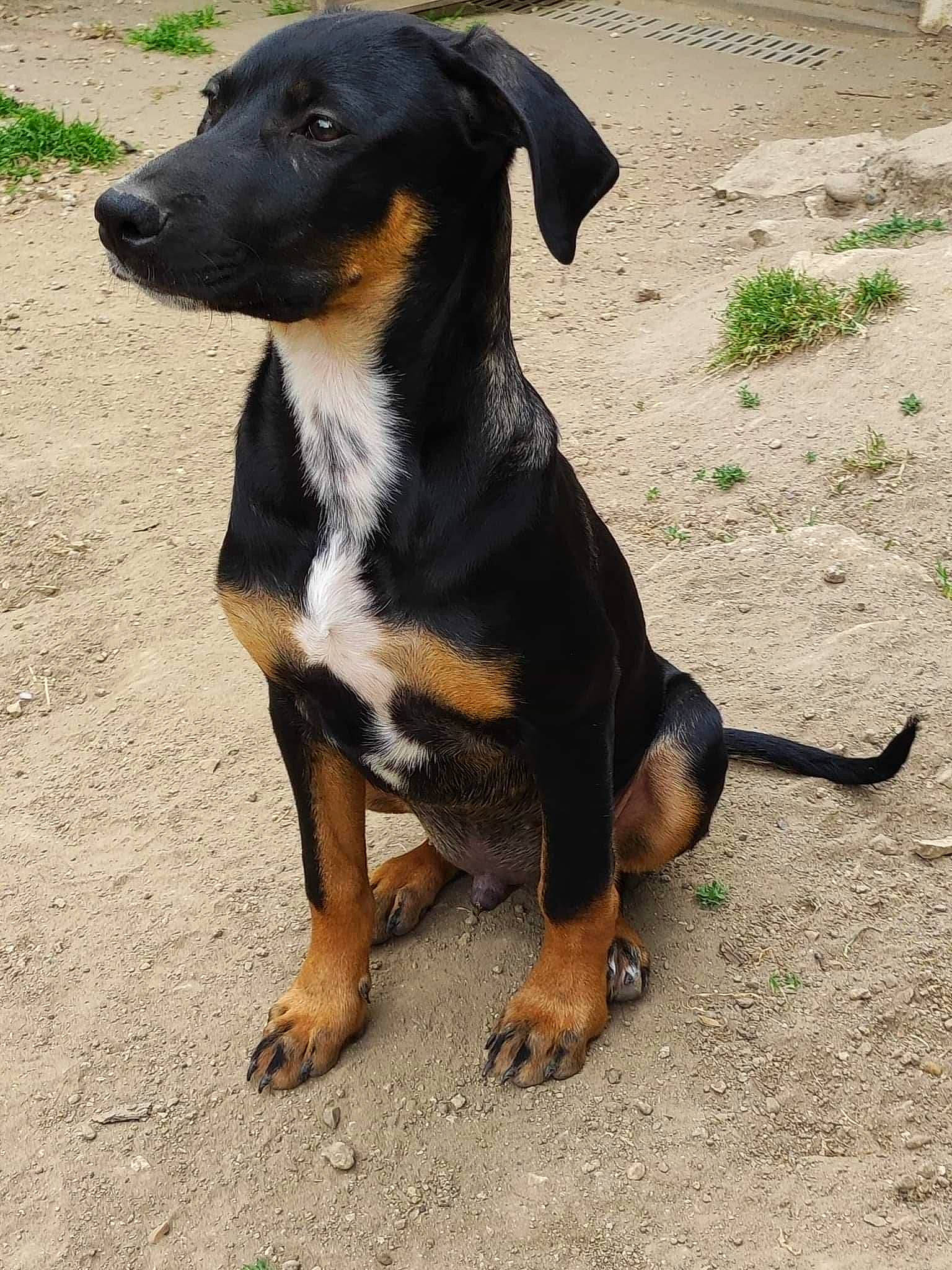 Mignon participe au concours pour gagner de l'argent avec cette photo : canidae, carnivore, companion_dog, dog, dog_breed, foot, hunting_dog, plant, soil, sporting_group, terrestrial_animal, working_animal, working_dog