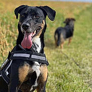 Mignon a rejoint le concours — aidez-le/la à gagner de superbes lots ! dog, security_harness, tongue_out, outdoor, field, grass, black_dog, brown_dog, sunny, animal, pet, canine, happy, leash, blurred_background, nature, portrait, guard_dog, ears, chain