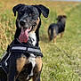 dog, security_harness, tongue_out, outdoor, field, grass, black_dog, brown_dog, sunny, animal, pet, canine, happy, leash, blurred_background, nature, portrait, guard_dog, ears, chain