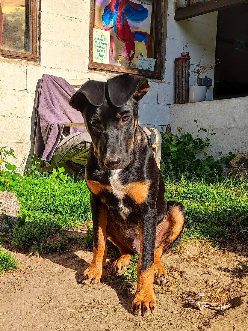 Mignon participe au concours pour gagner de l'argent avec cette photo : art, canidae, carnivore, companion_dog, dobermann, dog, dog_breed, fawn, garden, grass, guard_dog, hunting_dog, plant, rottweiler, snout, sporting_group, window, working_animal, working_dog