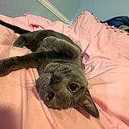 Hooter is registered to the contest to win money with this photo: animal, bedroom, blanket, cat, cozy, cute, domestic_cat, fur, gray_cat, indoor, looking_at_camera, lying_down, pet, pink_blanket, playful, relaxed, resting, soft, whiskers, young_cat