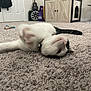 cat, carpet, indoor, black_and_white, pet, furniture, guitar, toy, collar, paw, relaxed, floor, carpeted_floor, home, cat_house, playful, pet_supplies, door, cabinet, indoor_lighting