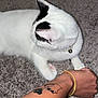cat, white_cat, black_markings, carpet, tattoo, dog_tattoo, arm, bracelet, yellow_bracelet, fur, pet, domestic_animal, indoor, relaxing, curious, looking_away, animal, closeup, skin, paw