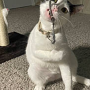 Yuna joined the competition — help win amazing prizes! cat, white_cat, black_markings, playing, biting, string_toy, carpet, scratching_post, feather_toy, indoor, pet, collar, animal, feline, whiskers, paw, cute, curious, playful, household