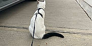 Yuna joined the competition — help win amazing prizes! cat, white_cat, black_tail, leash, driveway, car, parked_car, garage_door, concrete, outdoor, pet, animal, side_view, sitting, quiet, daytime, residential, house, curious, waiting