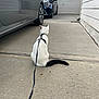 cat, white_cat, black_tail, leash, driveway, car, parked_car, garage_door, concrete, outdoor, pet, animal, side_view, sitting, quiet, daytime, residential, house, curious, waiting