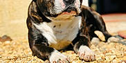 Otto participe au concours pour gagner de l'argent avec cette photo : dog, brindle, outdoor, sunlight, pebbles, relaxing, pet, animal, canine, closeup, paw, laying, nature, daylight, resting, fur, snout, quiet, calm, portrait
