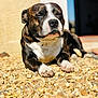 dog, brindle, outdoor, sunlight, pebbles, relaxing, pet, animal, canine, closeup, paw, laying, nature, daylight, resting, fur, snout, quiet, calm, portrait