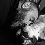 Otto participe au concours pour gagner de l'argent avec cette photo : black_and_white, man, dog, beard, snuggle, close_up, face, affection, pet, animal, portrait, happy, love, friendship, relaxation, indoor, cozy, sleeping, companion, bond