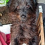 dog, black_dog, fluffy, pet, indoor, wooden_railing, curious, wide_eyes, carpet, plant, dog_bed, floor_tiles, fur, animal, companion, cute, standing, looking_up, domestic_animal, close_up