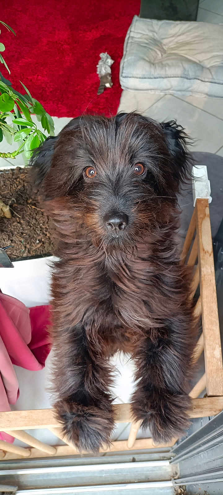 Atlas