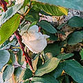 Beatrice Ganthy