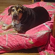Roscoe is registered to the contest to win money with this photo: animal, blanket, brown_dog, cabinet, canine, comfort, cozy, dog, domestic, floor, floral_pattern, furniture, home, indoor, laying_down, pet, pink, relaxed, resting, wooden_floor