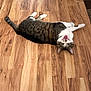 cat, tabby, pet, indoor, hardwood_floor, yawning, feline, whiskers, paws, lying_down, stretching, tail, ears, domestic_cat, playful, cute, relaxed, portrait, wood_floor, looking_up